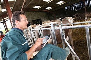 Farmer Using Tablet While Sitting In His Barn