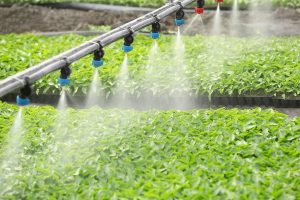 Water Spraying Crops In A Hydroponic Setup