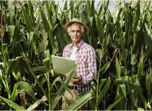 Farmer Using Tablet In Field